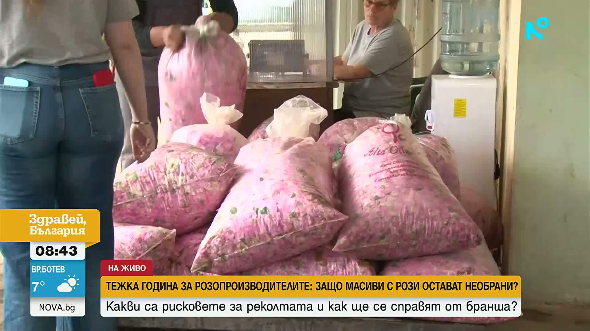 Трудна година за производителите в Долината на розите