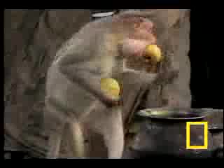 National Geographic - Гладни Маймуни