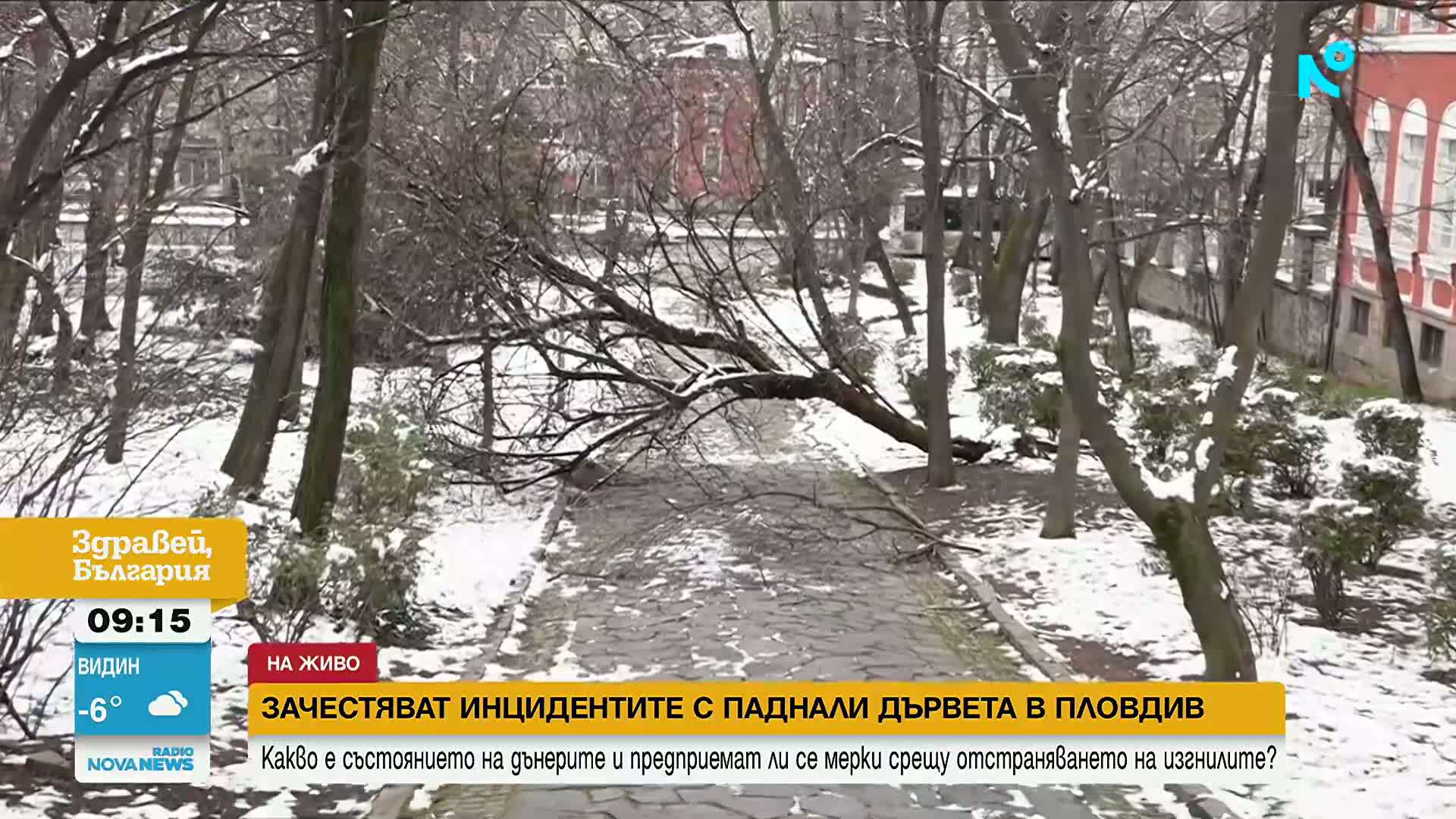След снеговалежа в Пловдив: Съборени огромни дървета и клони и премазани коли