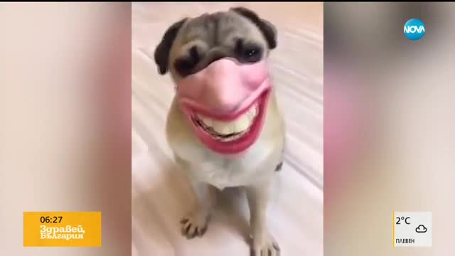 Усмихва ли се кучето?