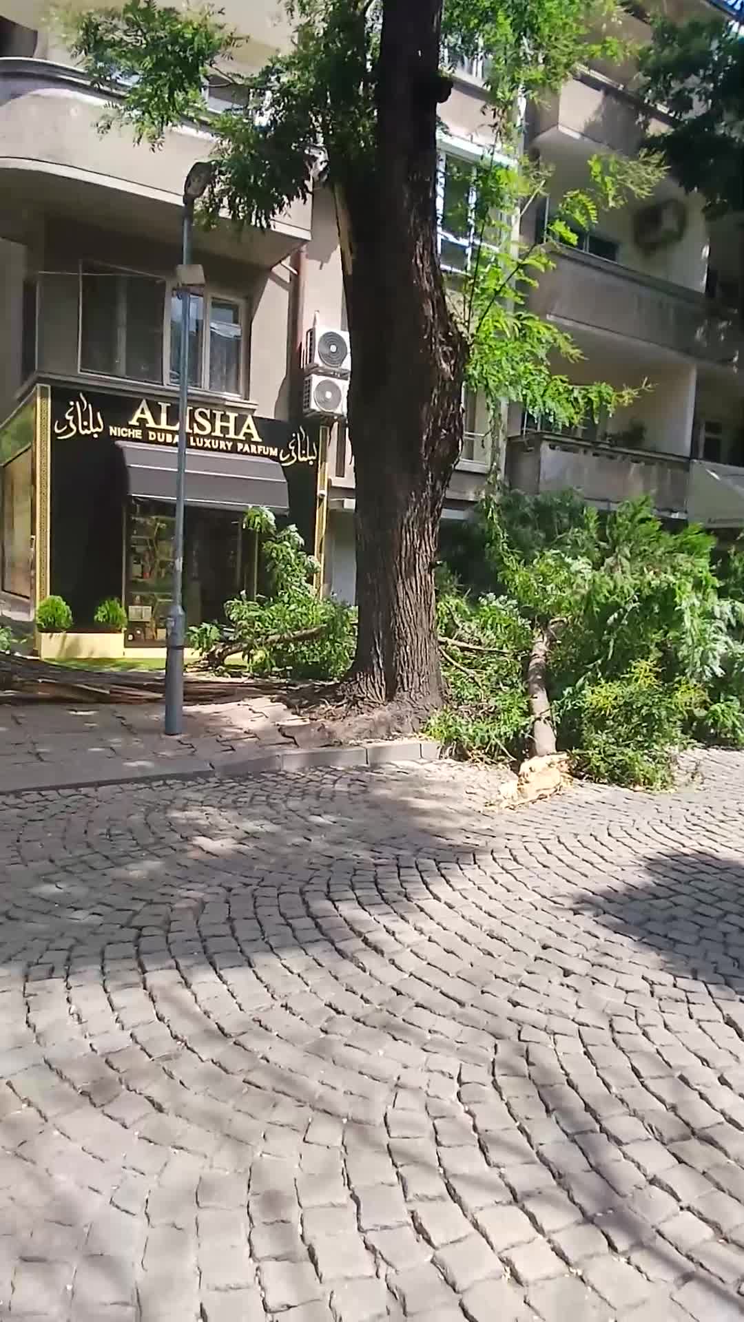 Паднали дървета в Пловдив