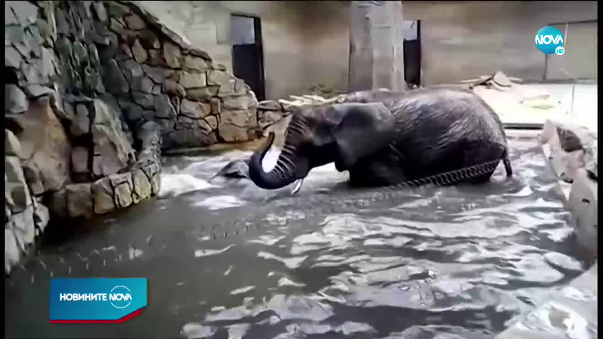 Зоопарк лекува с марихуана стреса на слоновете