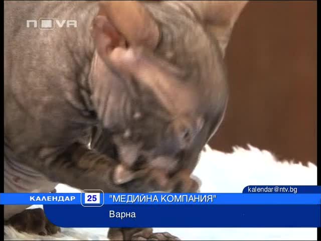 Котка не се страхува от кучета 