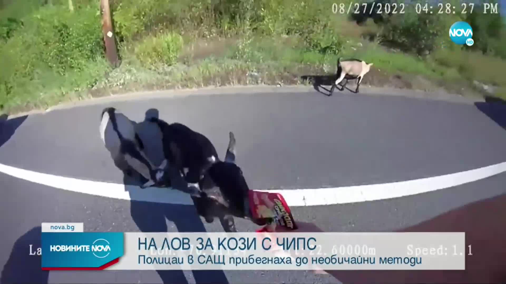 Лов с пържени картофи: Полицаи хванаха кози, разхождали се по натоварен път