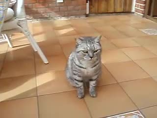 Котка се моли за малко храна!