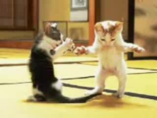 кючек котки
