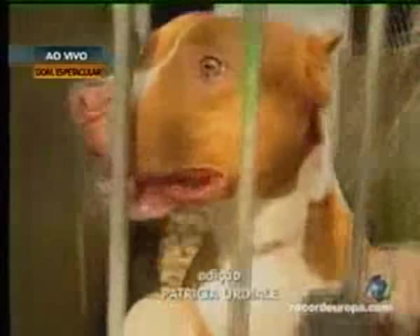 Pitbull уникален скок 