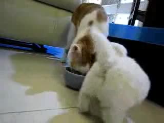 Тази котка има железни нерви ! 