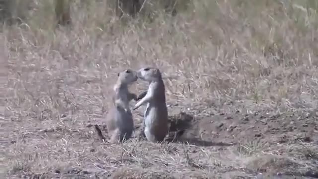 Може ли целувка