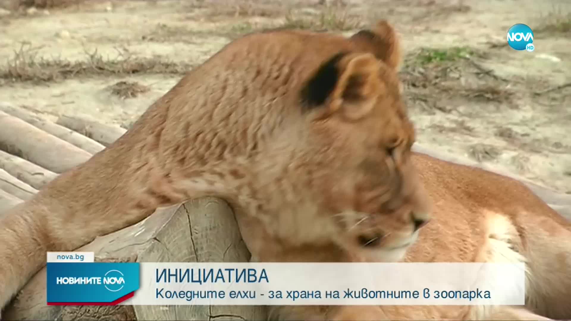 Зоопаркът във Варна с призив коледните елхи да бъдат дарени за животните