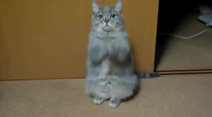 Коте разказва за нещо, ама не го разбират