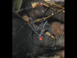 Babysham - Black Widow 