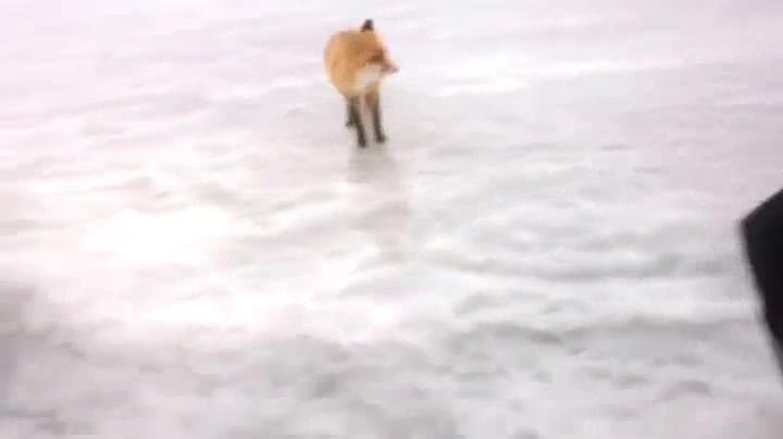 Гладът е по силен и от студа! Лисица взима храна от ръката на рибар!