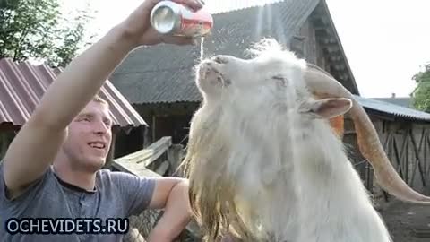 >Смях ... Козел пие бира