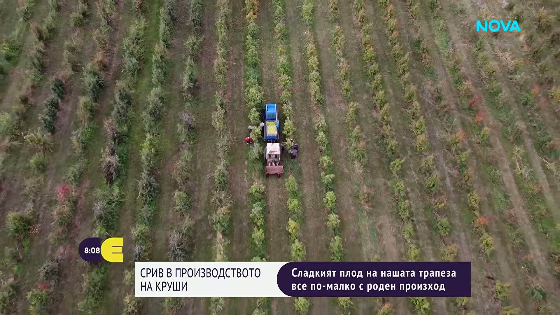 Производството на круши у нас се е сринало със 75% за шест години