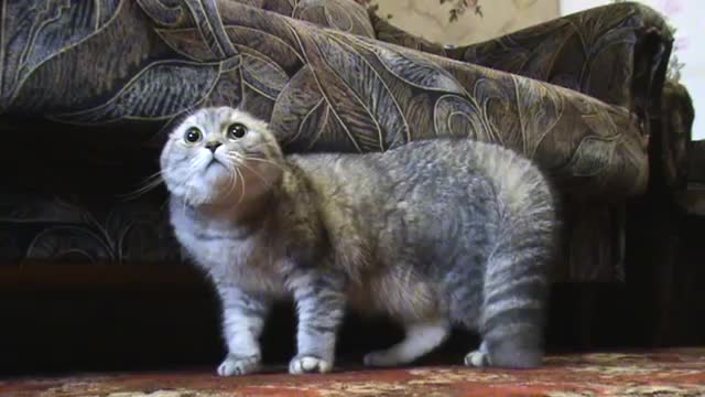 Котка разказва страшна история!