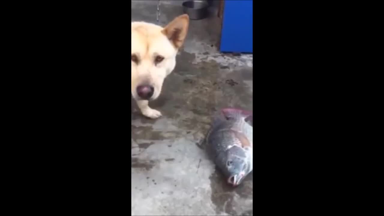 Куче се опитва да спаси риби