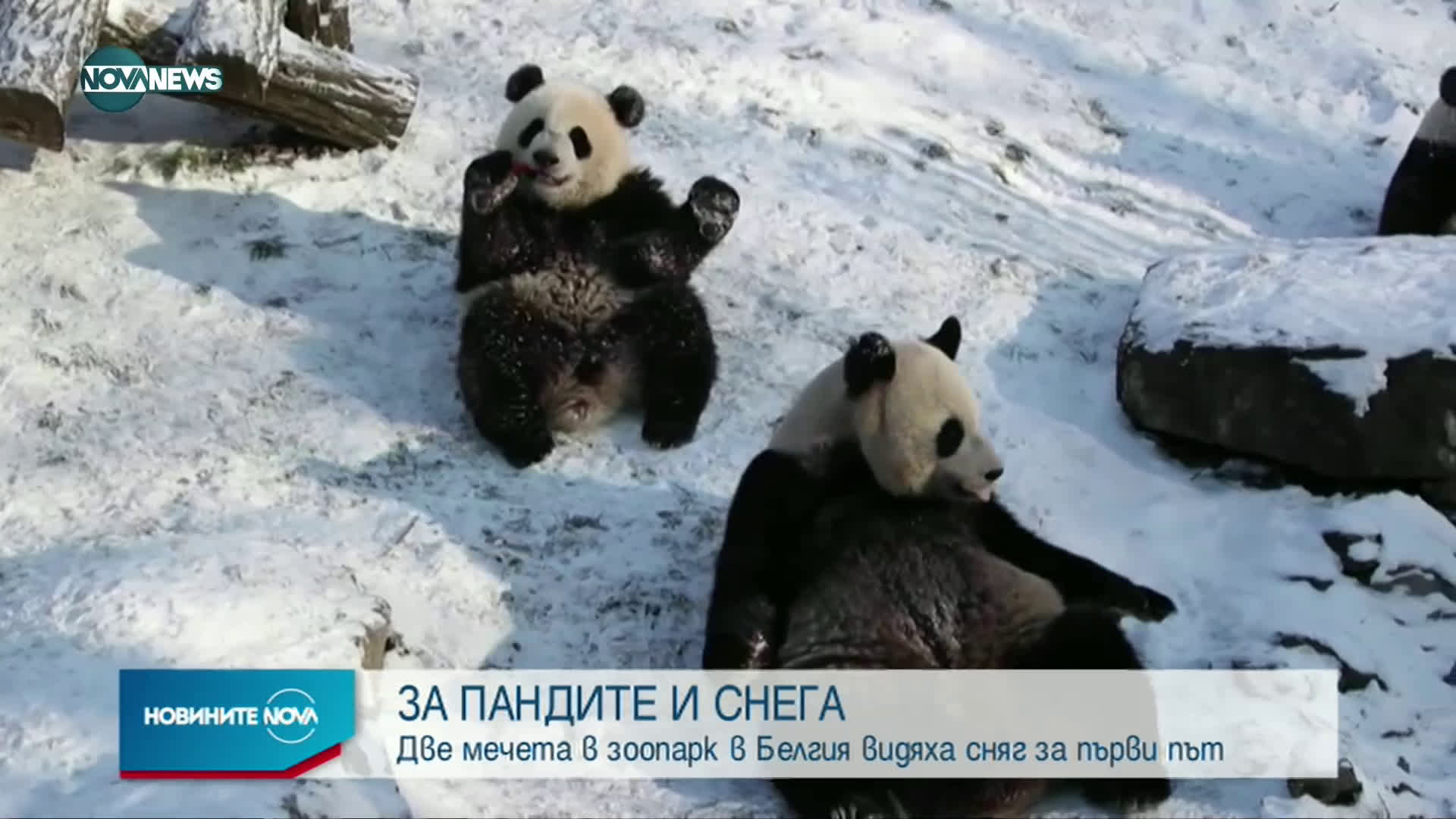 БЯЛА ЛЮБОВ: Две панди близнаци за пръв път се запознаха със снега