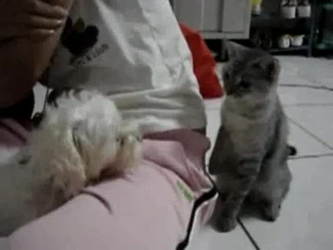Коте си играе с кучешкото търпение! :d