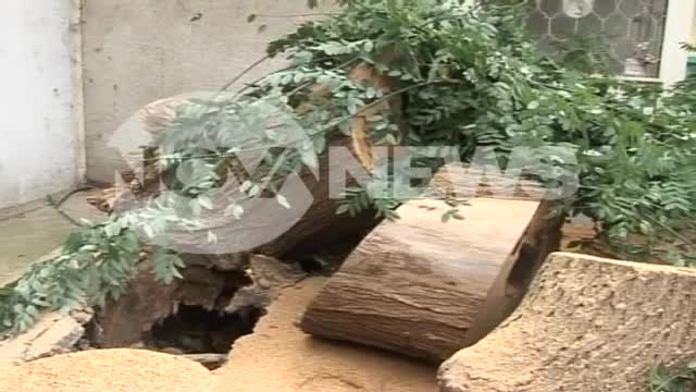 Огромно изгнило дърво се стовари върху сграда в Добрич
