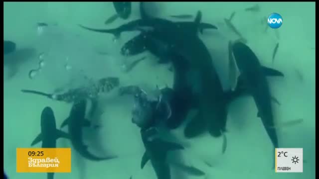Танцуващата с… акули