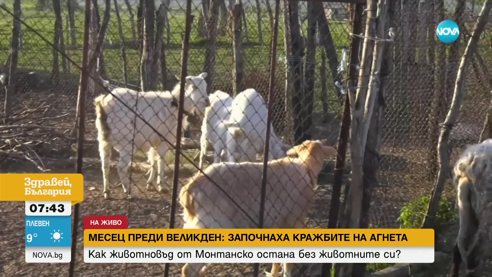 Преди Великден: Откраднаха агнета и овце за 5000 лв. от обор