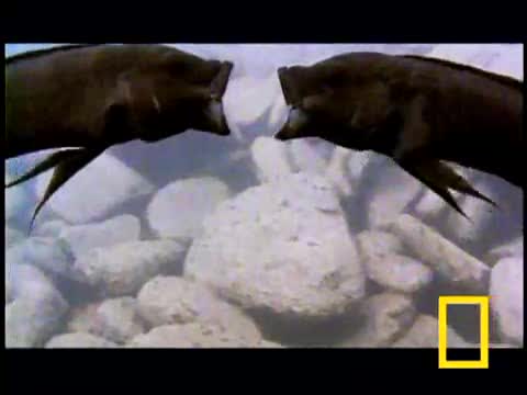 National Geographic Риби се бият high Quality