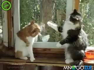 Бъкс срещу Томас - Котешки бокс!