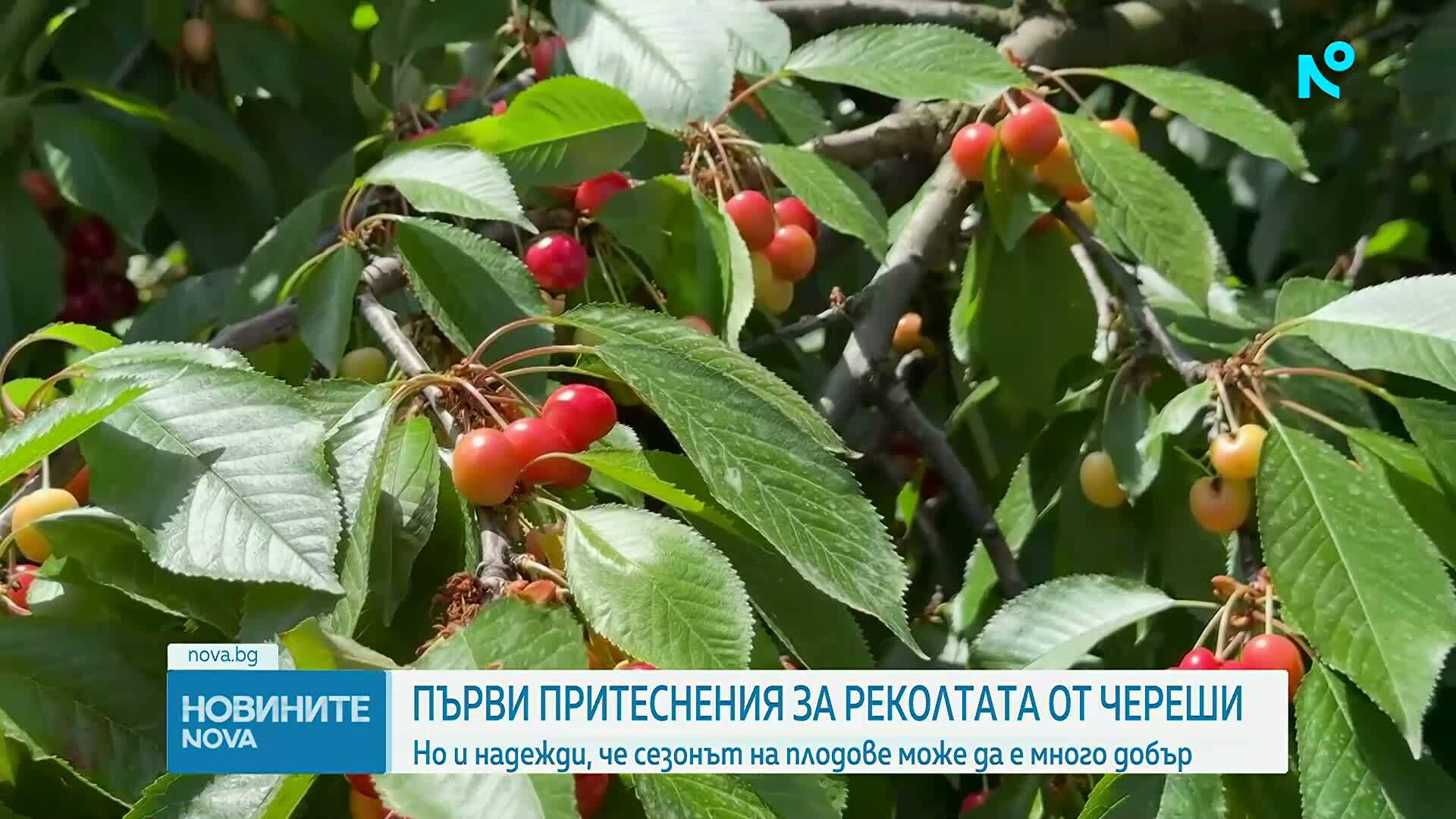 Първи притеснения за реколтата от череши