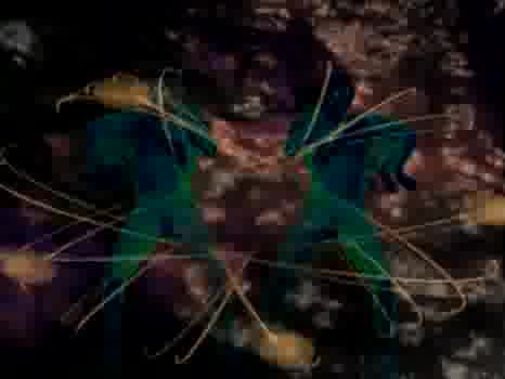 Snap - Rythem Is A Dancer * High Quality