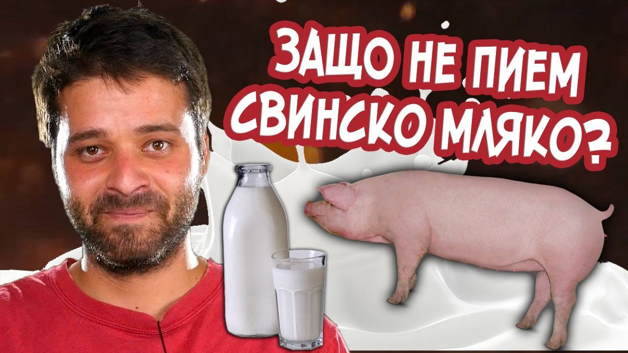 ЗАЩО не пием свинско мляко?
