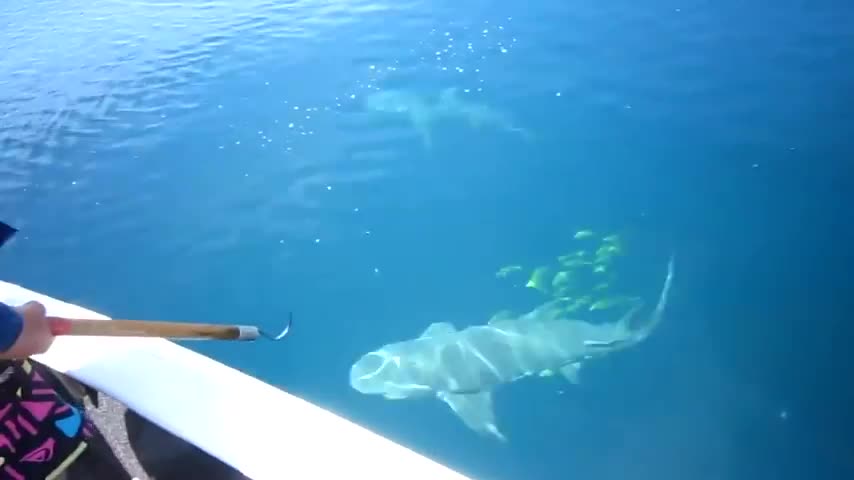 Акула атакува улова на рибар в открито море
