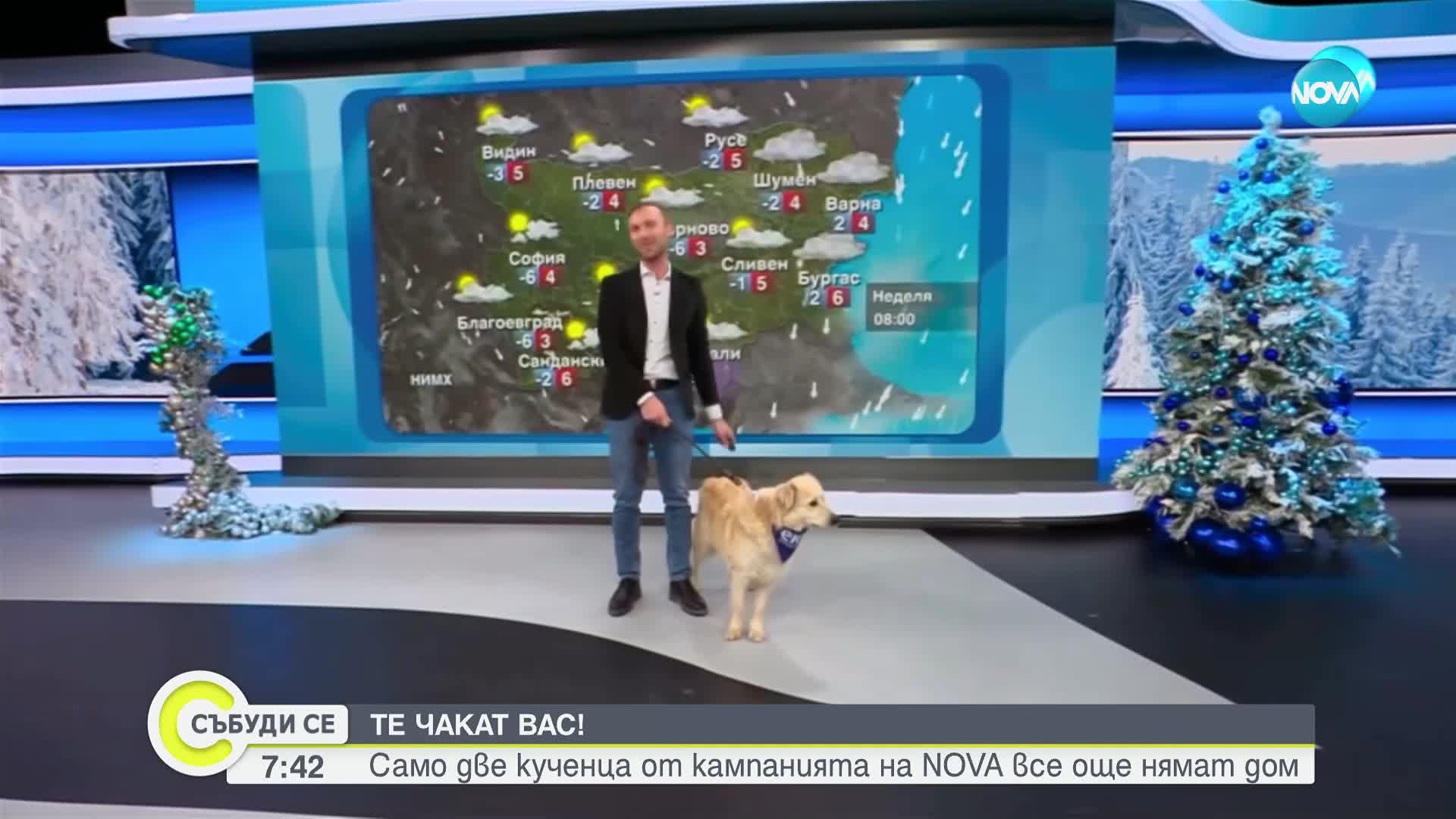 „Време за надежда“: Четириноги приятели търсят дом под небето на NOVA (ВИДЕО)