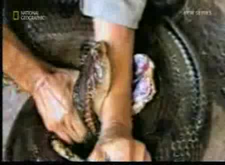 Невероятно Голяма Анаконда Захапва Човек