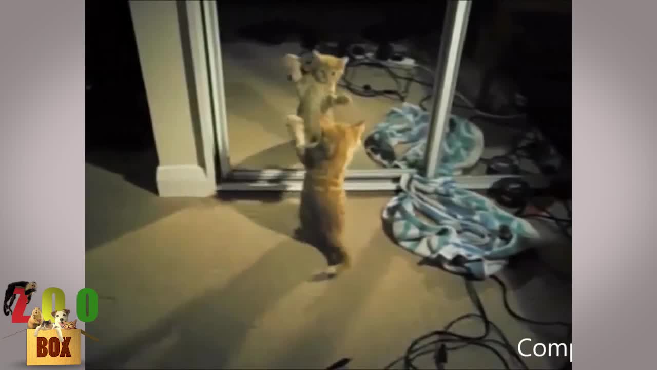 Животни във война с отражението си. Кой ще победи?! :D