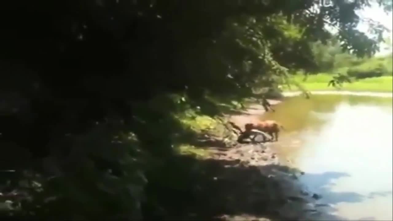 Куче хваща невероятно голяма риба !!!
