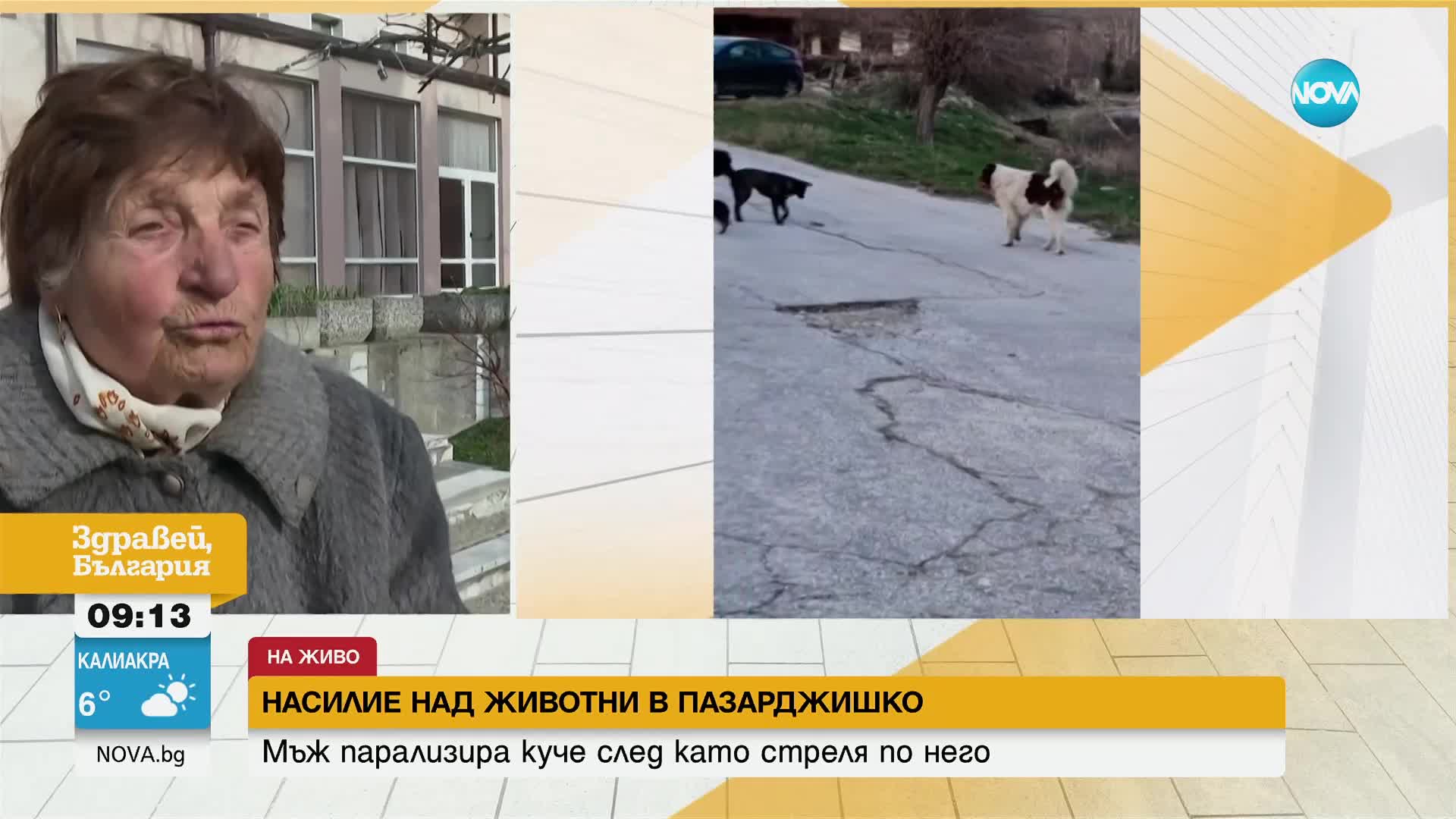 Серия от жестокости към кучета в Пазарджишко