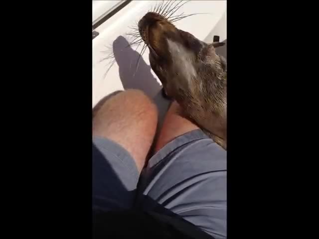 Сладурско бебе морски лъв не се страхува ,качва се на яхта !