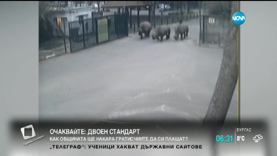 Три носорога се измъкнаха от клетките си в зоопарк в Израел