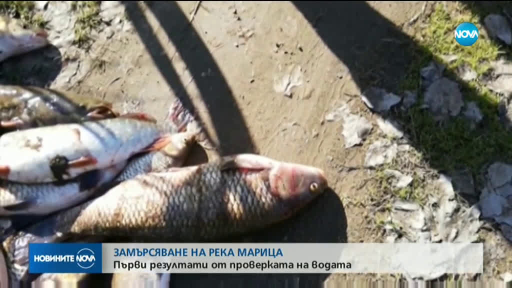 Установиха замърсителя на река Марица, изтровил голямо количество риба