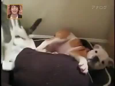 Котенце нокаутира кученце - Смях