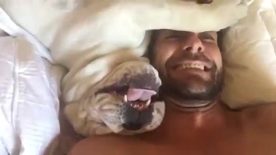 Смях ... Булдог издава смешни звуци, докатo се събужда!