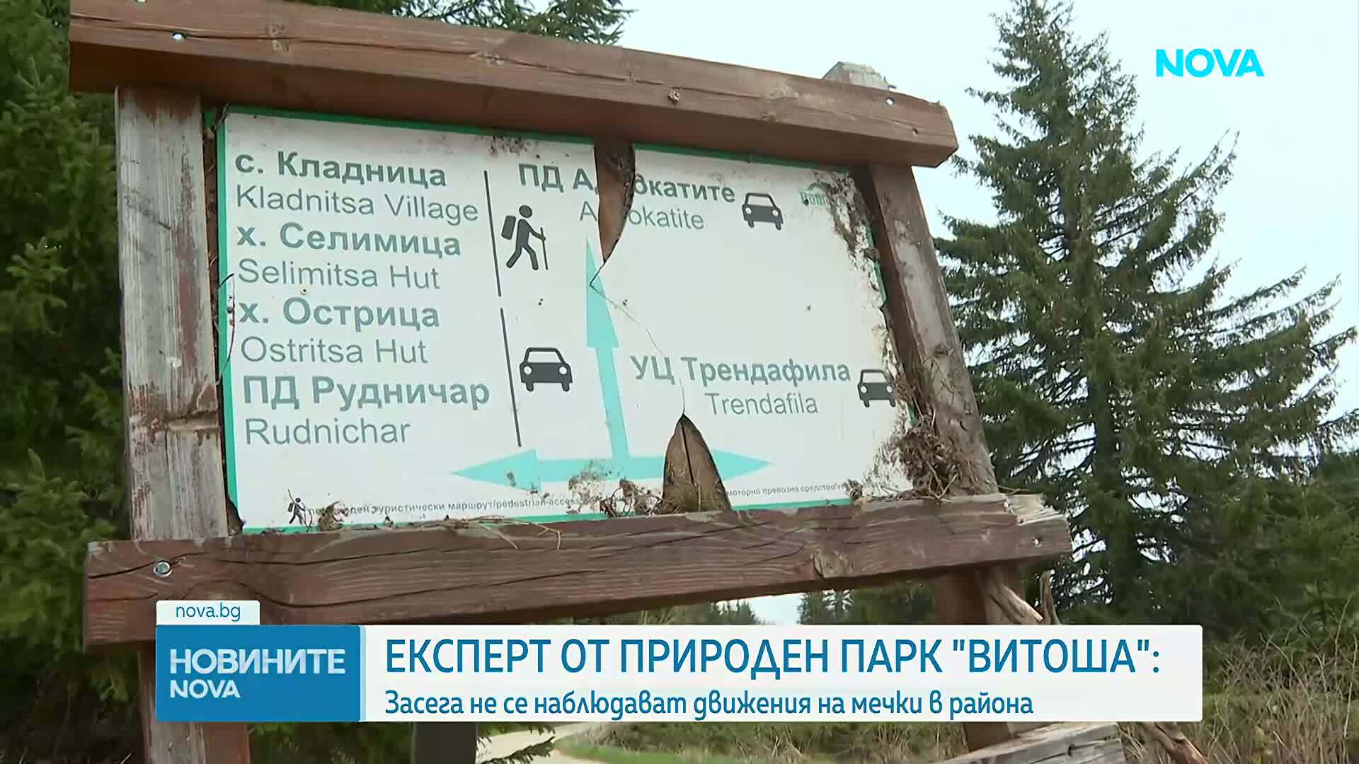 След смъртта на турист: Нови мерки срещу нападенията от мечки в Природен парк „Витоша“