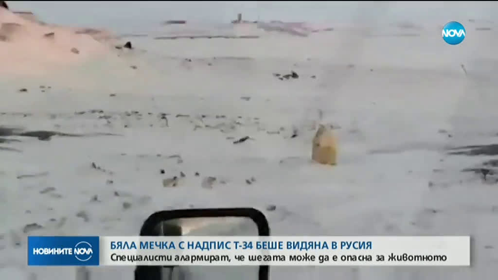 Вандали написаха „Т-34” със спрей върху бяла мечка