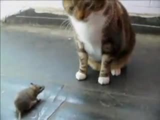 Мишка напада котка!
