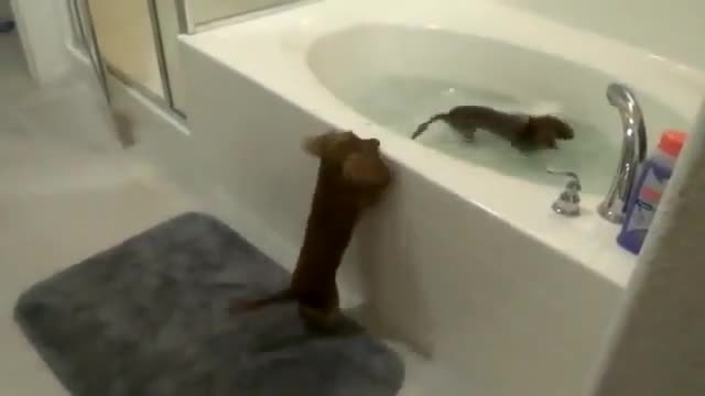 Страшно езнтусиазирани кучета да се чипкат .