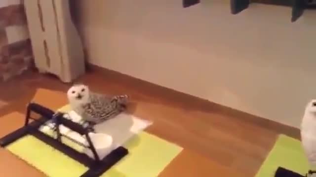 Вижте как се смее бухал...
