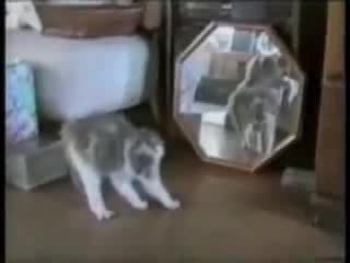 Забавни Котки !!