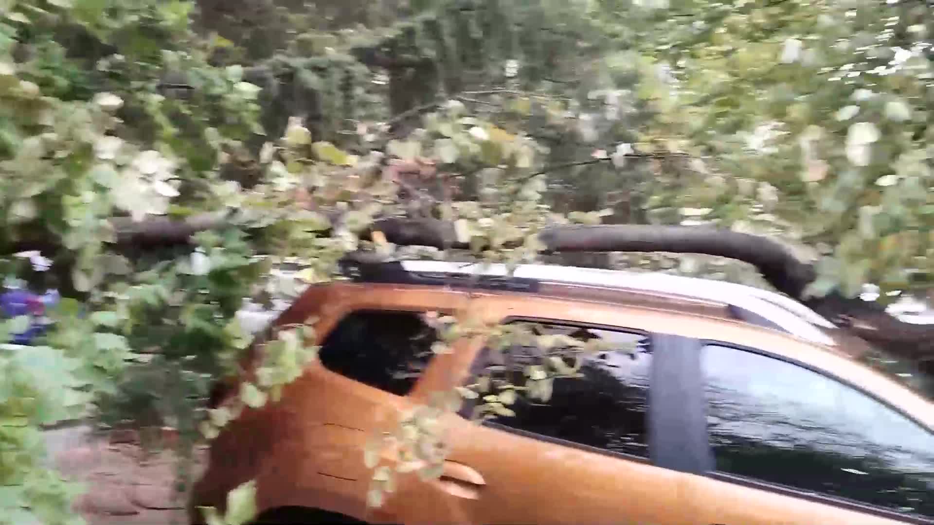 Дърво падна върху лек автомобил в Стара Загора