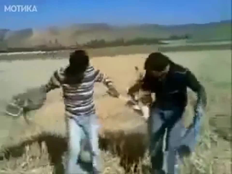 Как се забавляват на полето в Албания Супер Смях!